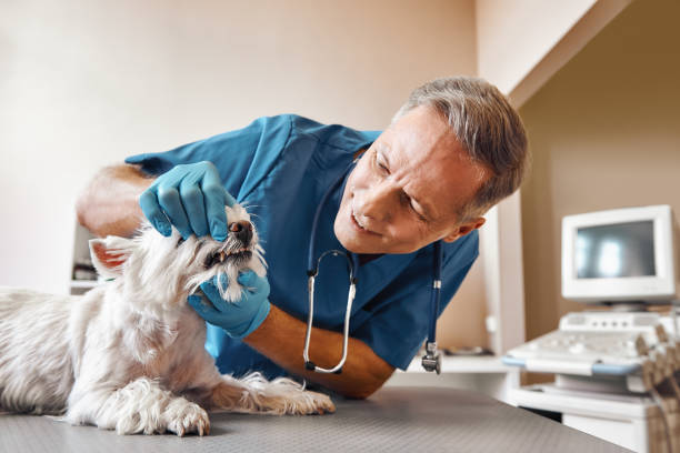 Best Dental Abscess Treatment in Bainbridge Island, WA